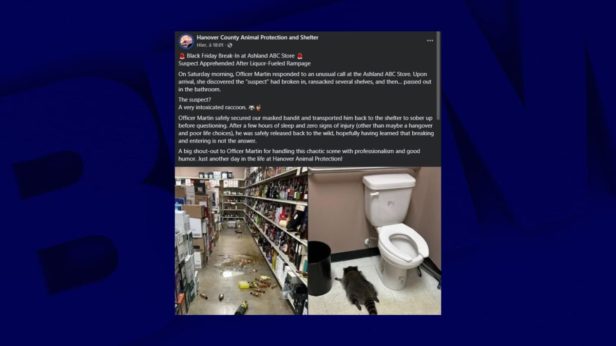 Un raton laveur en quête d'ivresse : l'incroyable cambriolage d'un magasin d'alcool