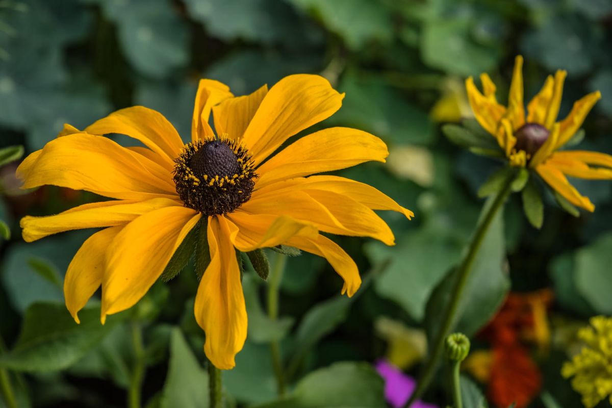 Les rudbeckias : éclat et couleur au jardin