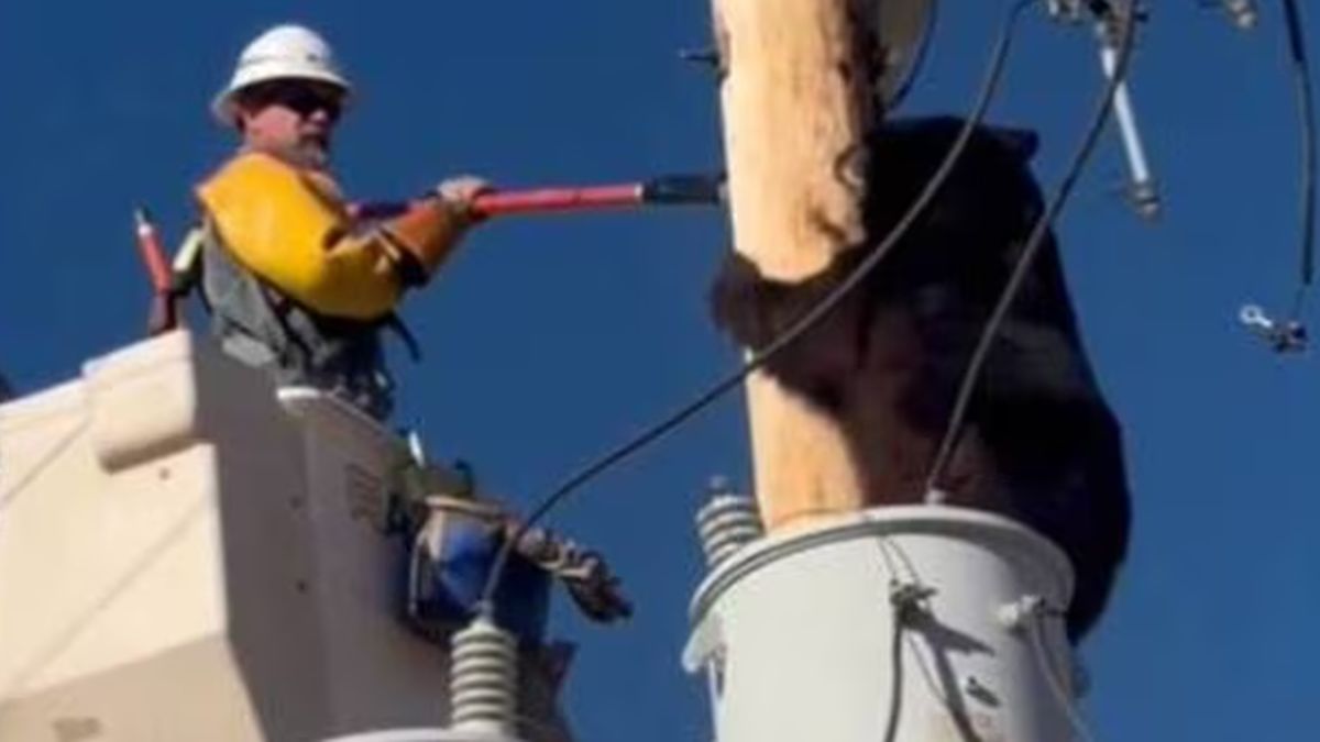 Un technicien sauve un ours coincé sur un poteau électrique en Arizona