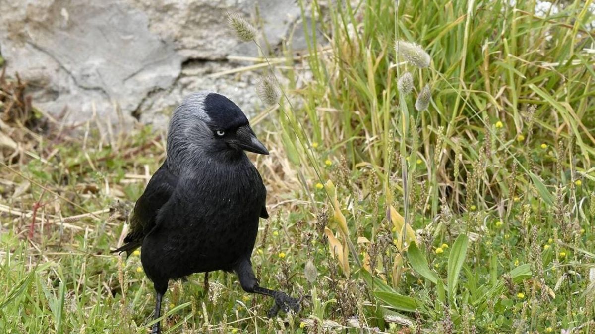 Le tribunal administratif de Rennes bloque l'abattage des choucas des tours en Côtes-d'Armor