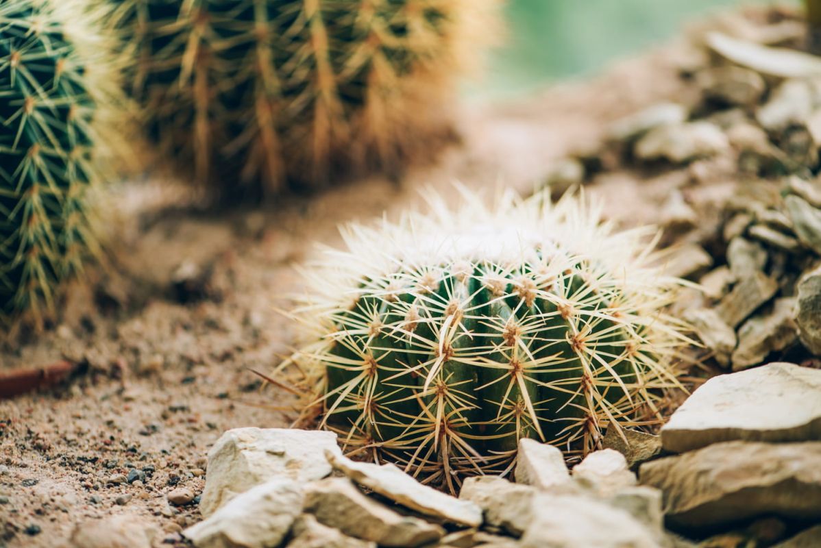 Découvrez l'astuce inattendue pour des cactus resplendissants