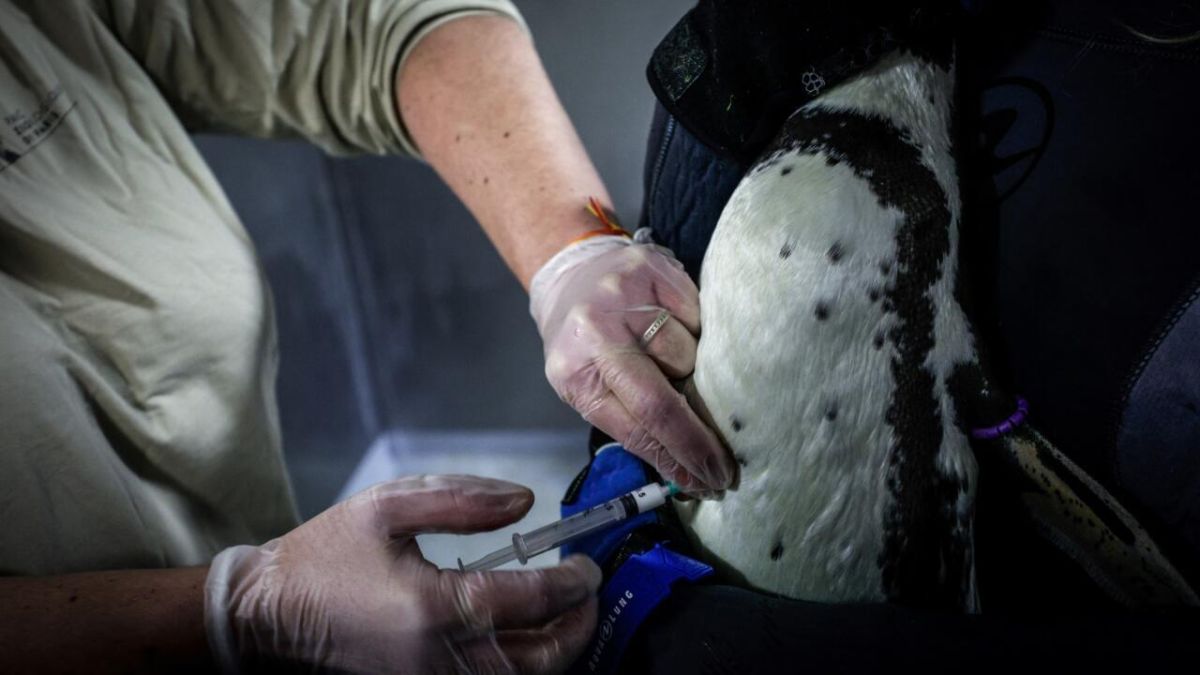 La vaccination des manchots contre la grippe aviaire : un enjeu crucial au zoo de Paris