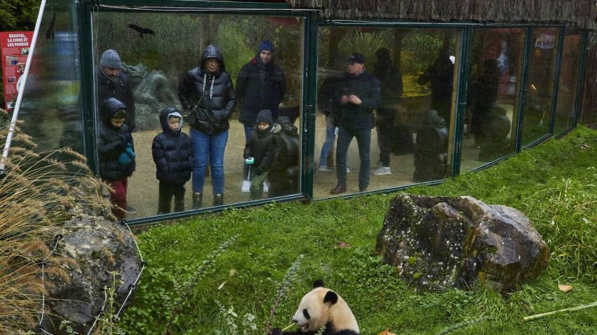 De nouveaux pandas chinois s'installeront en France d'ici à 2027