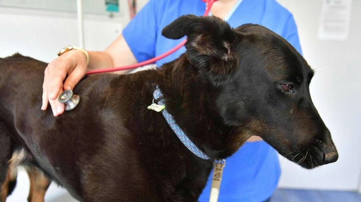 Un chien sans vaccin assigné à résidence après son importation illégale en France