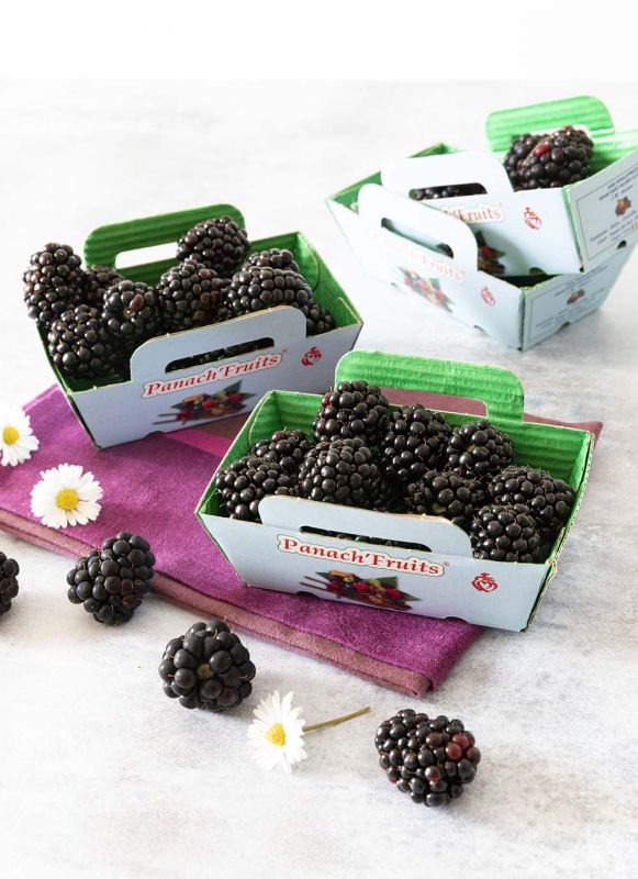 Les mûres : un trésor de saveurs et de bienfaits à découvrir