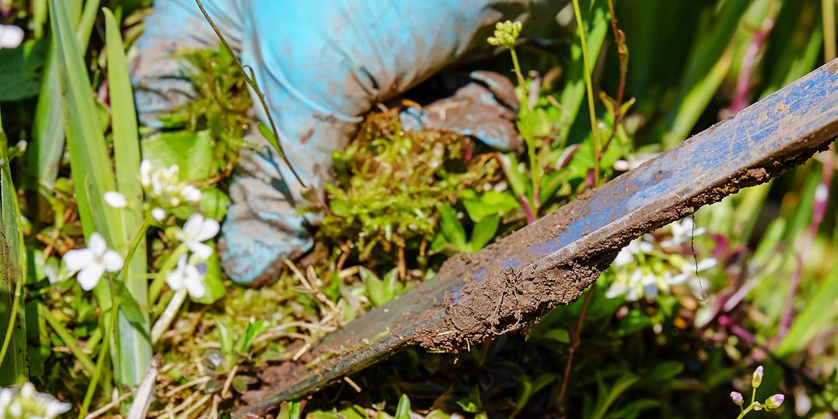 Éliminer naturellement le mouron dans votre jardin
