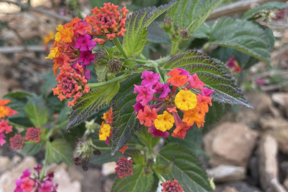 La corbeille d'or : une plante vivace aux mille fleurs