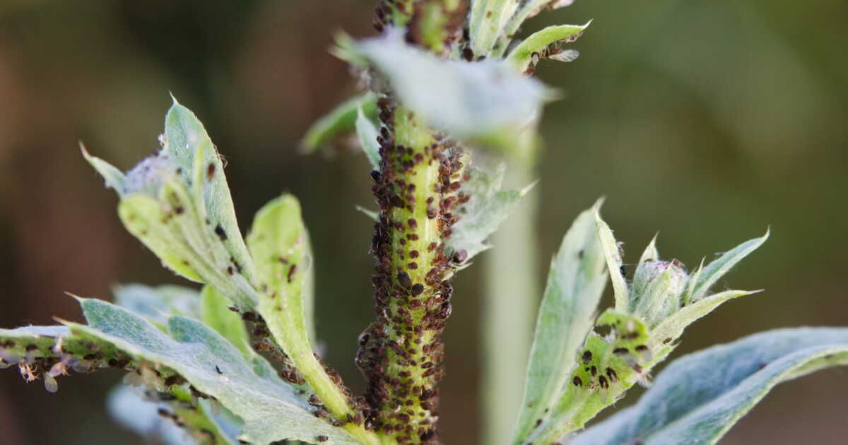 Trois astuces naturelles pour éloigner les pucerons de votre jardin