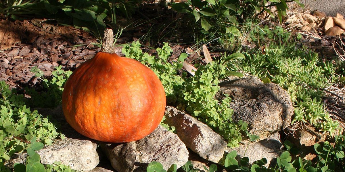 Le potimarron : une courge au goût exceptionnel
