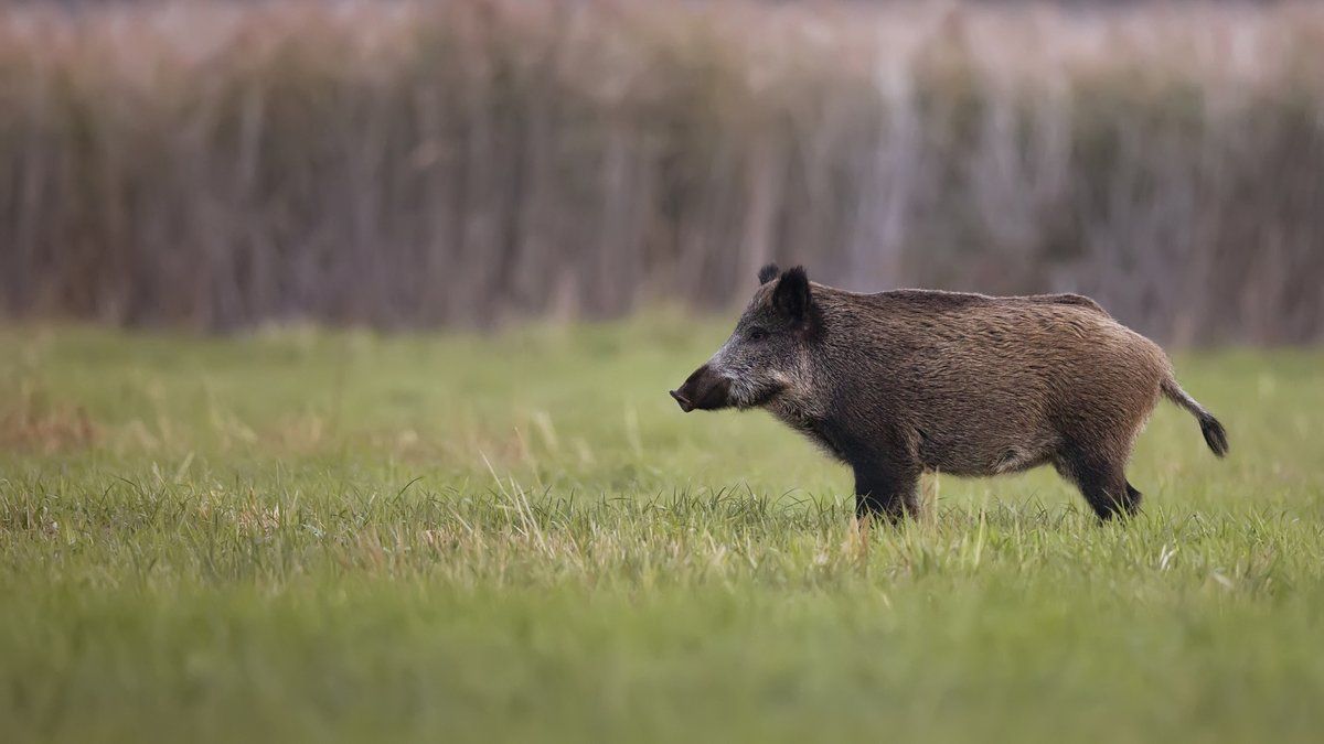 Chasseur sous les projecteurs : un tir choquant sur un sanglier près d'une route fréquentée