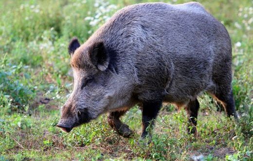 Un chasseur placé en garde à vue après un tir mortel sur un sanglier sur la route