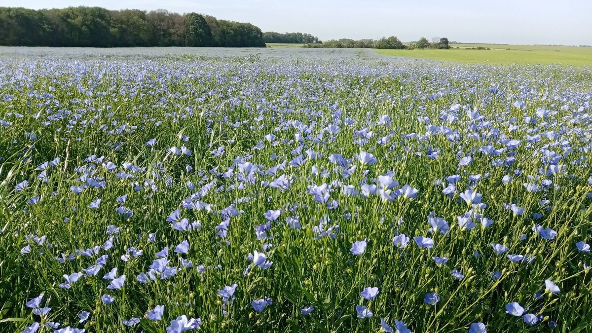 L'huile de lin locale : une alliance écoresponsable pour la beauté