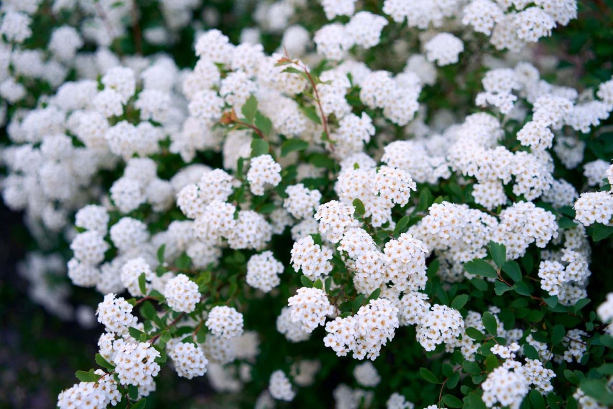 Le spirée : la star des jardins sans arrosage