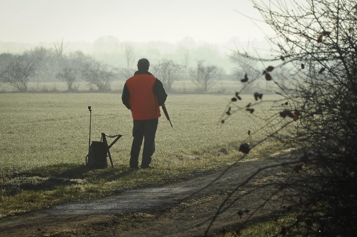 Chasse en pleine zone commerciale : tir sur un sanglier suscite la controverse