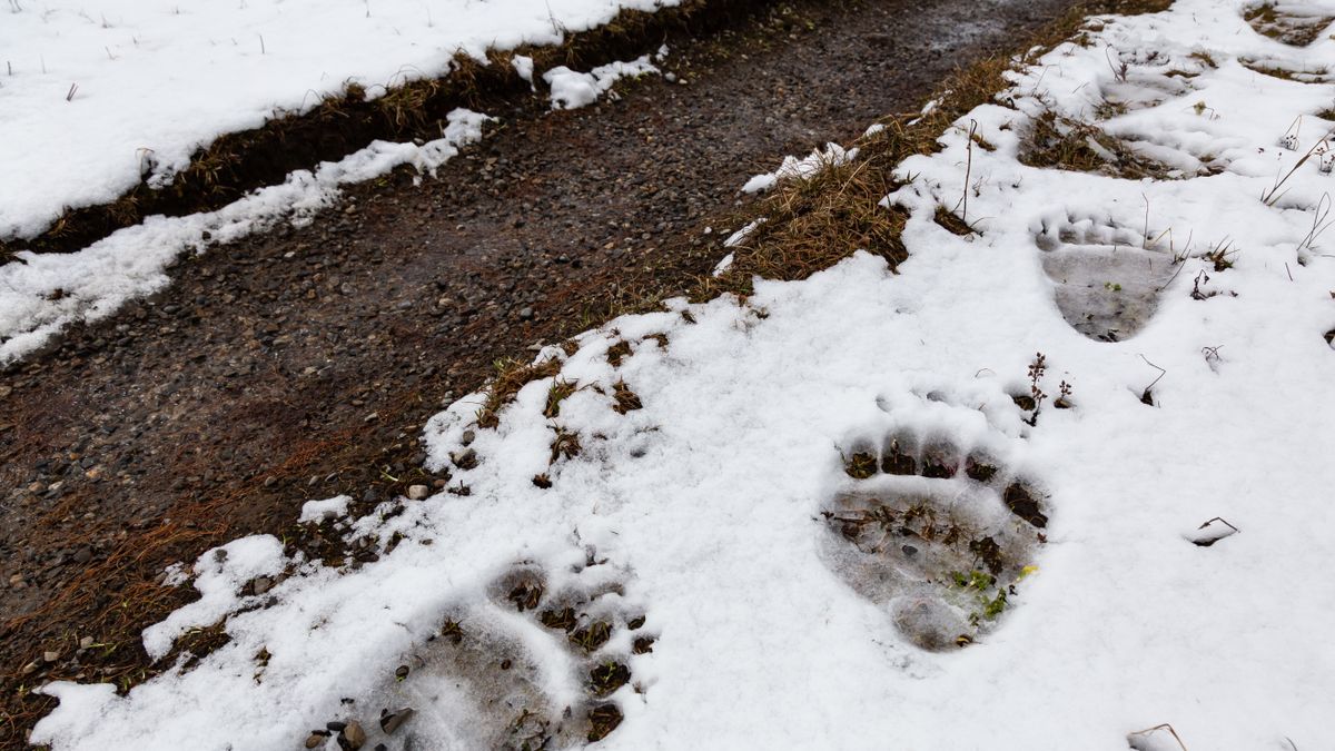 Un randonneur et son chien se réfugient face à la peur des empreintes d'ours