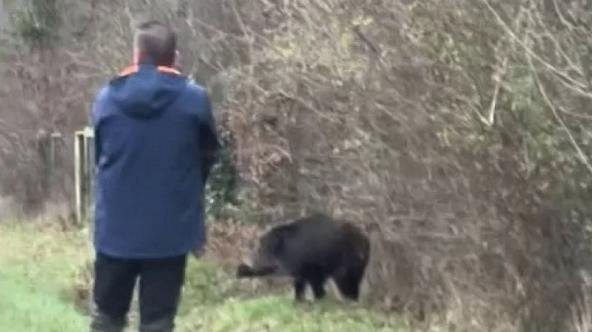 Un tir choquant sur la route : le sanglier abattu près d'un centre commercial