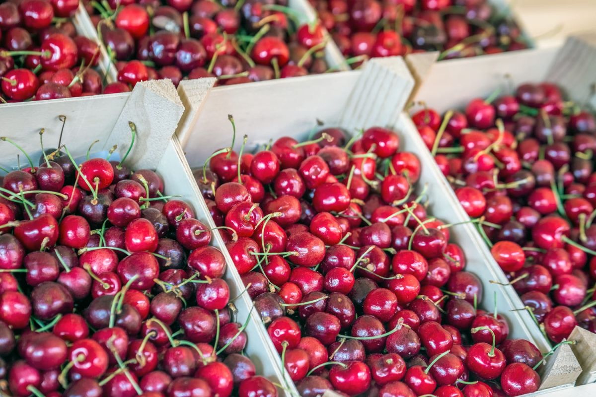 Découvrez le secret des cerises sucrées : au-delà de la couleur