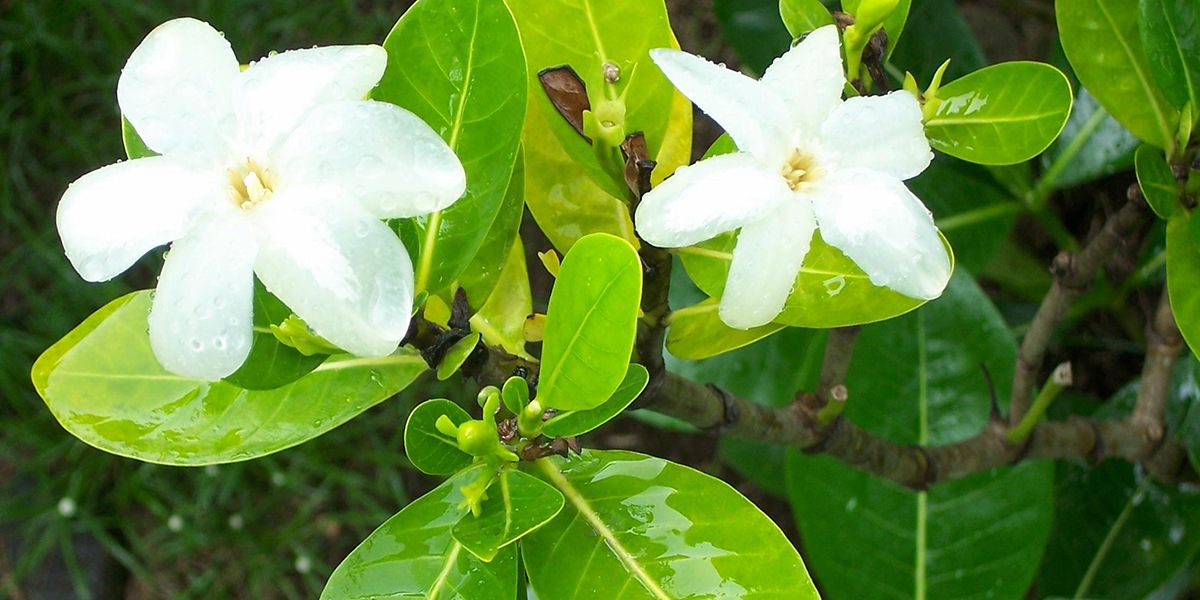 Le tiaré : fleur emblématique de Polynésie