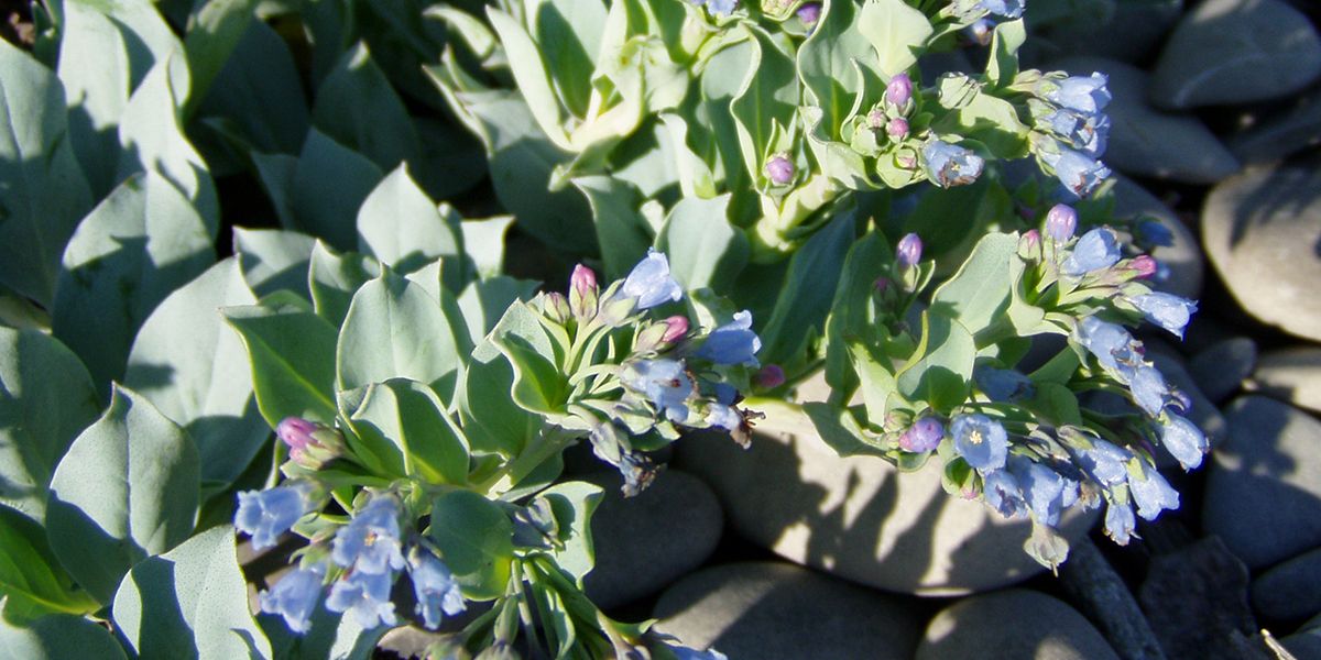 Découvrez la mertensie maritime, la plante-huître à cultiver dans votre jardin