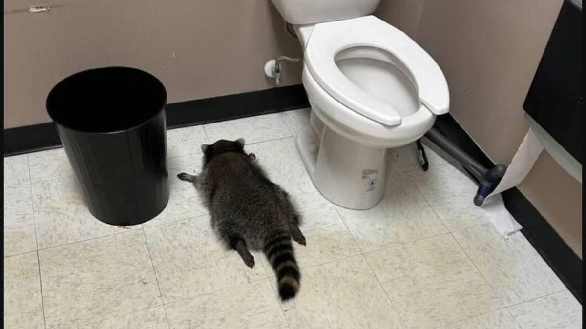 L'odyssée d'un raton laveur ivre qui a conquis Internet et aidé d'autres animaux