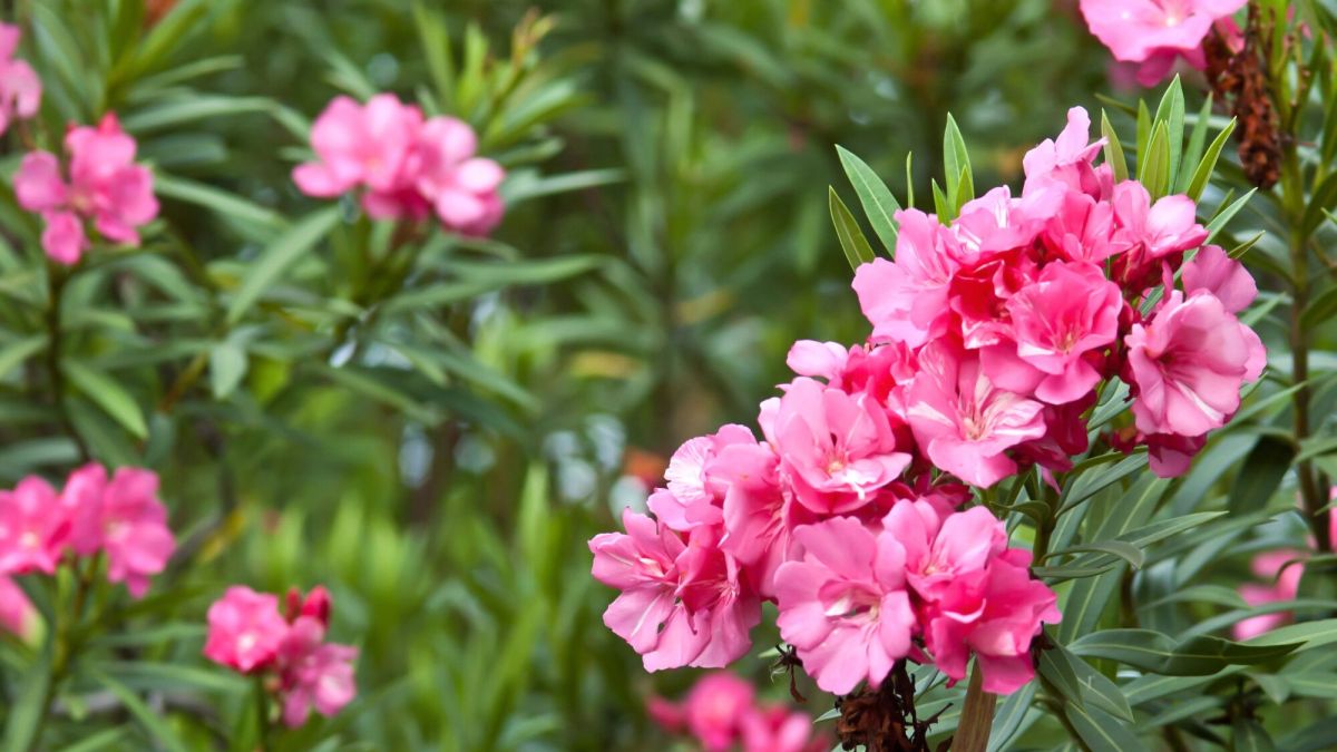 Réduire la taille de votre laurier-rose : conseils pour une taille réussie