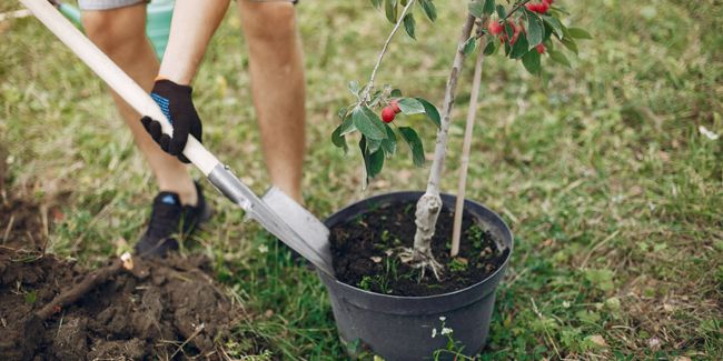 Comment choisir et acheter ses arbres fruitiers ?
