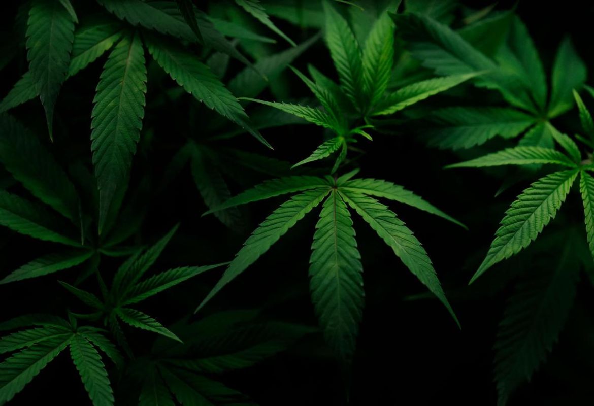 La montée des boissons au cannabis : une industrie florissante en danger