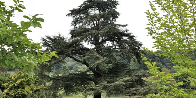 Le cèdre : Un arbre de légende