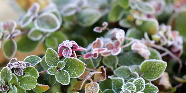 Conservez votre origan cet hiver : nos astuces efficaces