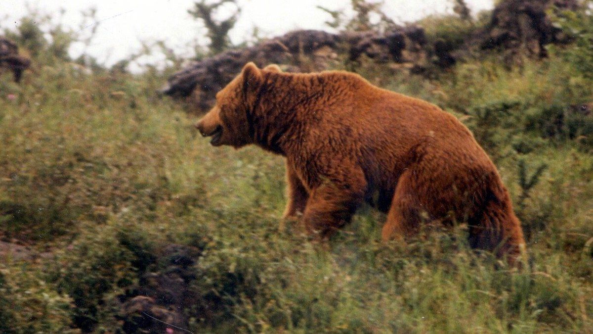 Un drame mortel en pleine nature : un randonneur japonais abattu par un ours