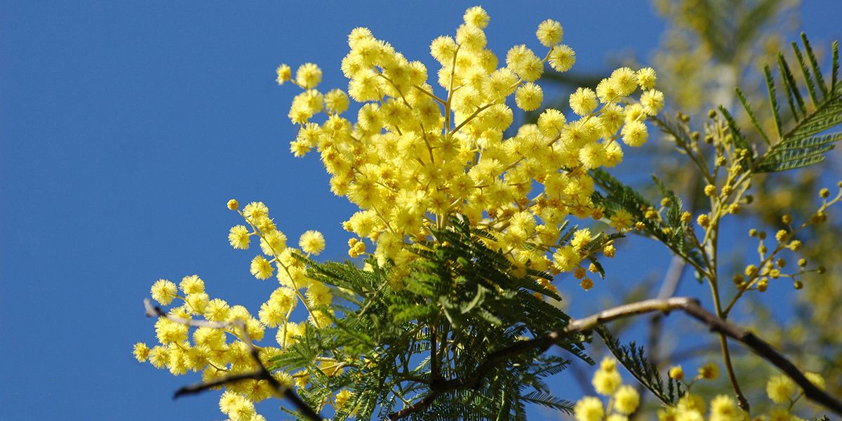 Les joyaux cachés de l'hiver : fleurs et structures au jardin