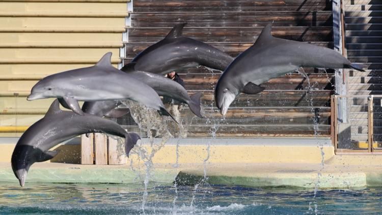 Marineland : un appel urgent pour un sanctuaire des orques et dauphins