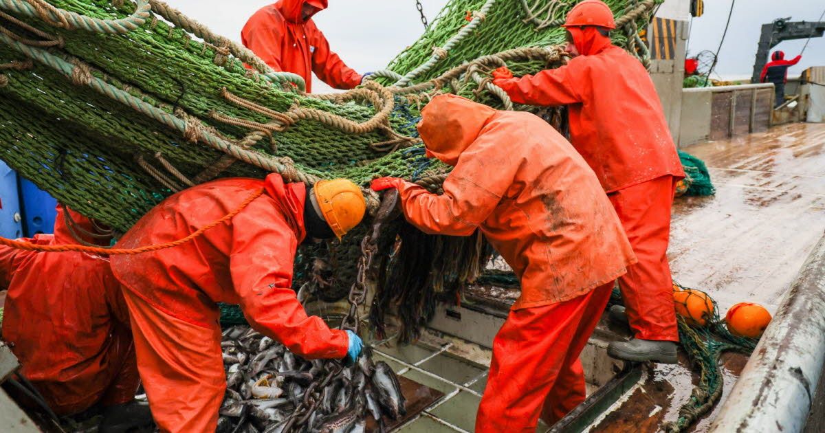 L'UE en quête d'équilibre : des quotas de pêche réduits pour le maquereau