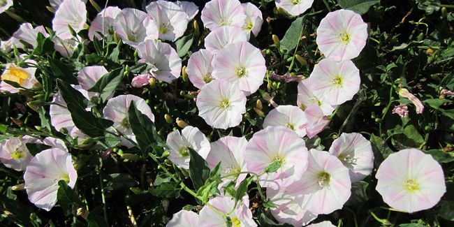 Adieu liseron : des méthodes efficaces pour l'éradiquer