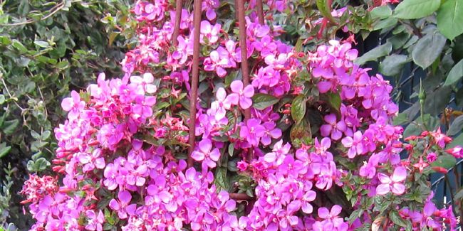 Centradénia (Centradenia floribunda) : un incontournable pour les passionnés de jardinage