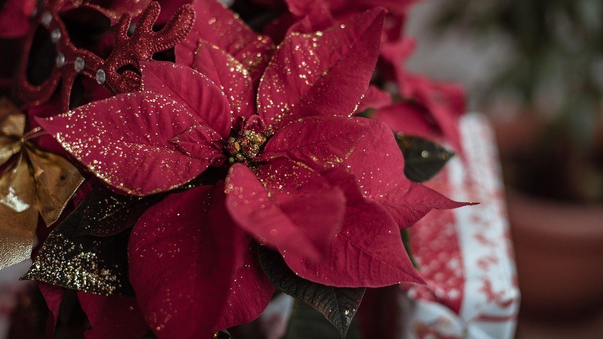 L'étoile de Noël : un symbole de paix et de renouveau