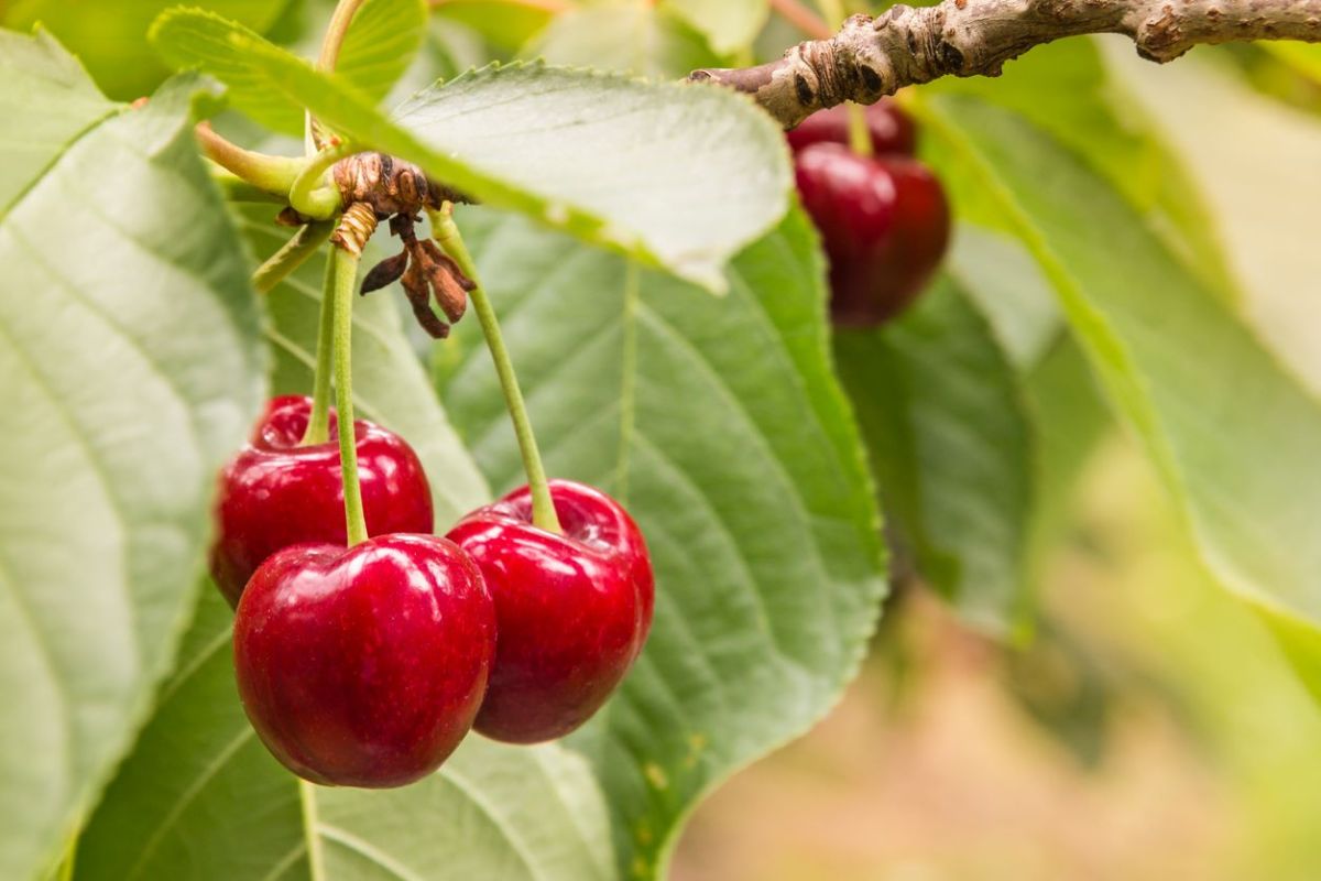 Les secrets pour une récolte flamboyante de cerises l'année prochaine