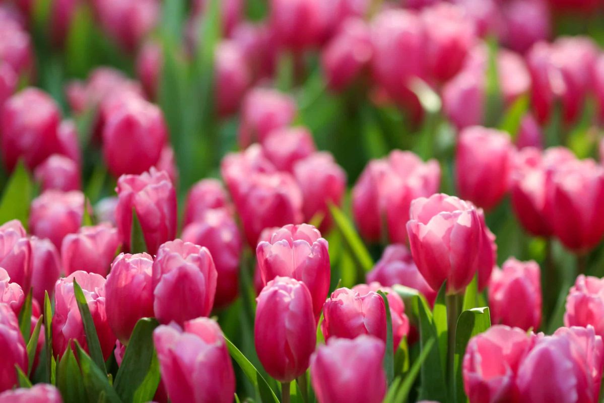 Préparez votre jardin pour des tulipes resplendissantes