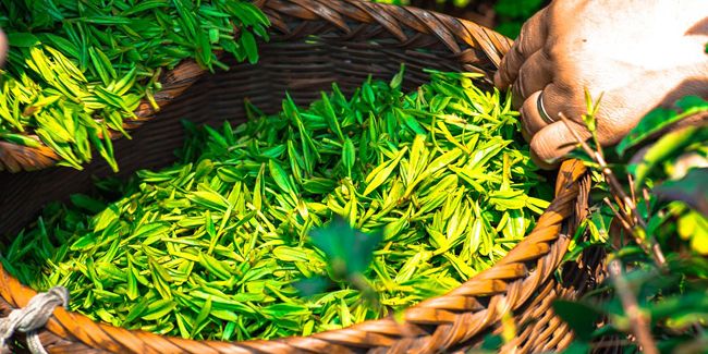 Le thé : une potion santé à savourer