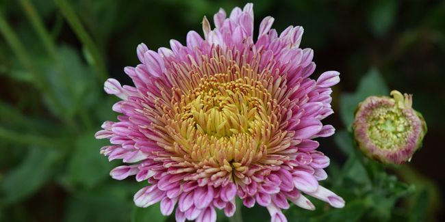 La reine-marguerite, la star des jardins d'automne