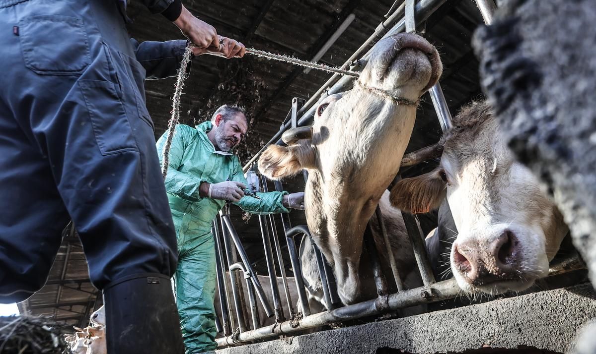 Vaccination en urgence : les agriculteurs mobilisés face à la dermatose contagieuse