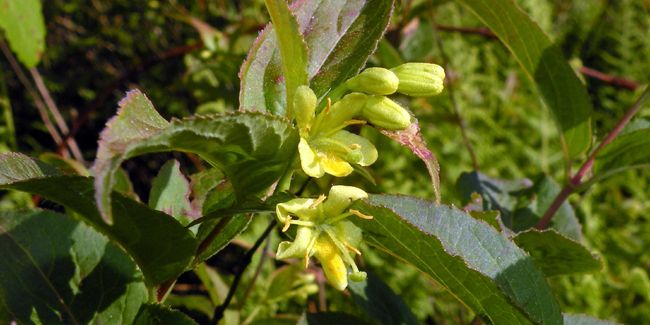 Le Diervilla : un trésor de la nature à découvrir