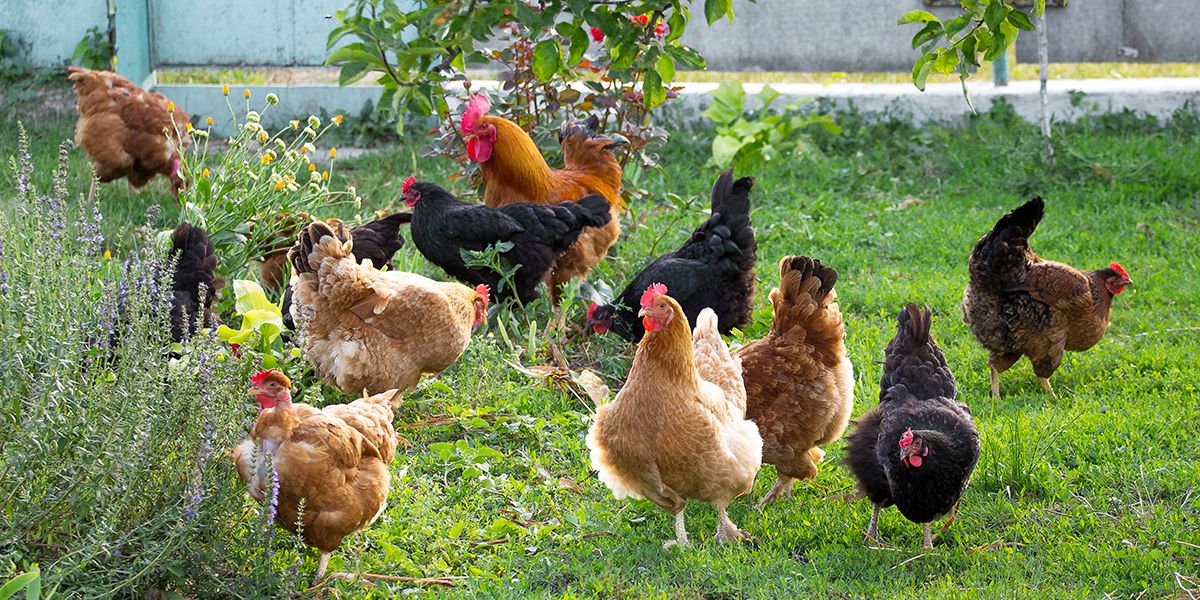 Comment concilier poules en liberté et potager : 15 solutions pratique
