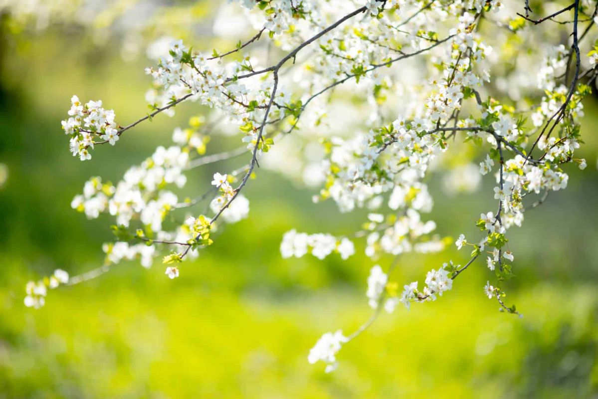 Découvrez le cerisier étoilé qui va transformer votre jardin en 2025