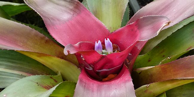 Le Néorégélia : Une Plante d'Intérieur Éblouissante