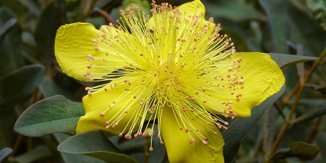 Le millepertuis : un bijou ornemental et médicinal à découvrir