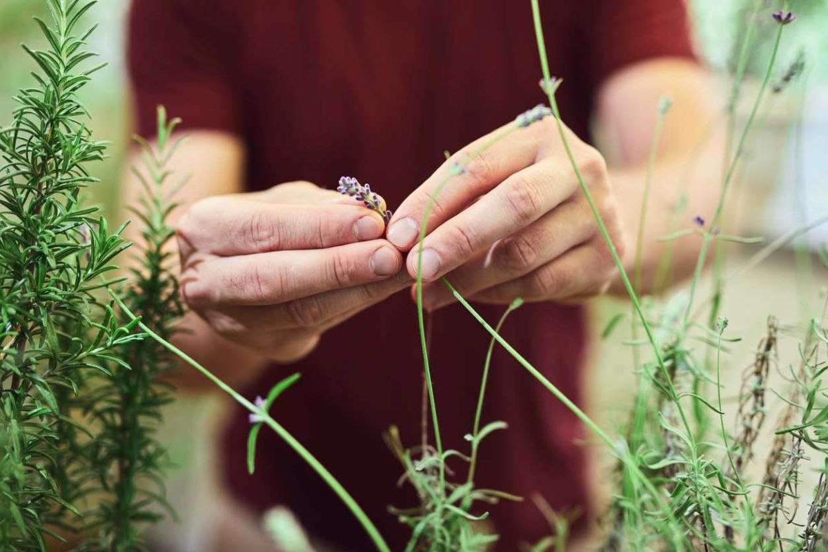 Découvrez la méthode révolutionnaire pour multiplier la lavande sans tracas