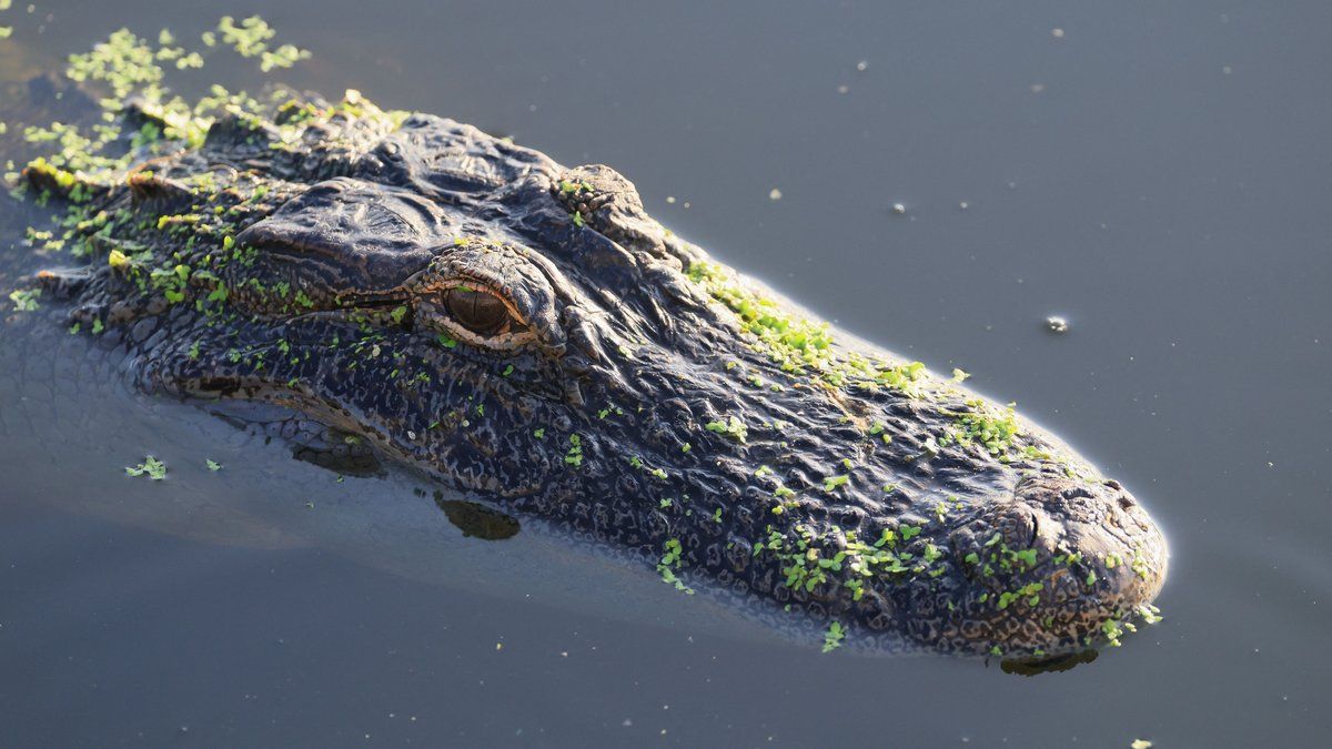 Tragédie en Indonésie : un enfant emporté par un crocodile dans une rivière
