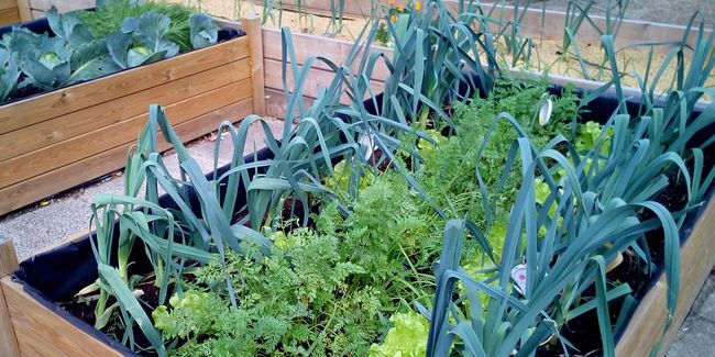 Cultivez votre potager en lasagne sur votre terrasse
