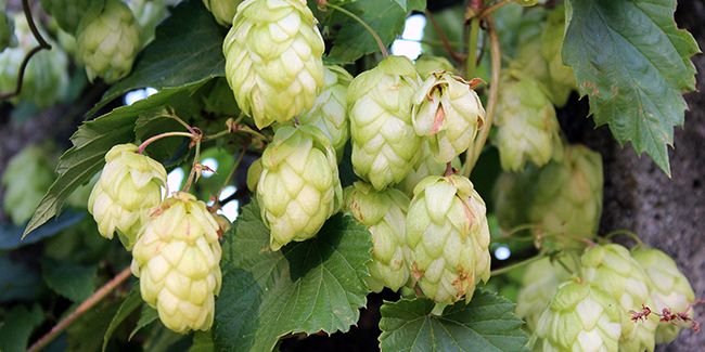 Plantes grimpantes : 3 choix au feuillage remarquable sans fleurs